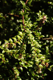 2008-03-31_32 California Huckleberry Cropped TN.jpg - 48176 Bytes